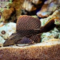 Рыба Птеригоплихт