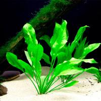 Растение Крупное 