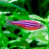 Рыба Данио рерио Розовый M