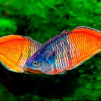 Рыба Радужница боесмана 4-6см