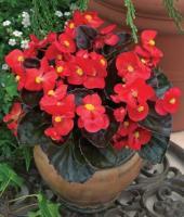 Поиск Комн. Бегония вечноцветущая бронзоволистная Бада Бум Скарлет 15шт