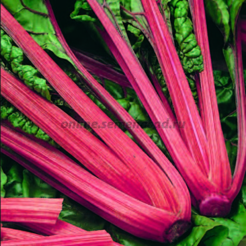 Сембат XXXL Мангольд Красный Рубин10г