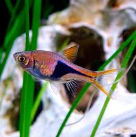 Рыба Расбора клиновидная M