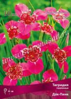 Тигридия павлинья Дарк-пинк