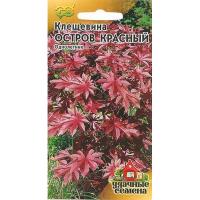 Гавриш Уд семена Клещевина Остров Красный 5 шт 