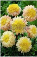 Георгина анемоновидная Полька (I) 1 шт