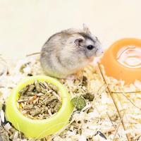 Грызуны Хомяк джунгарский