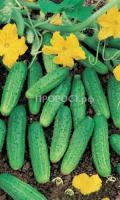 Огурец Голубчик F1 12шт