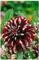 Георгина декоративная Мистери Дей (I) 1 шт 