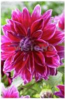 Георгина декоративная Меро Стар (I) 1 шт