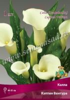 Калла Кэптин Вентура 14/16