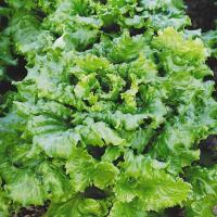 Салат Кучерявец одесский 500г