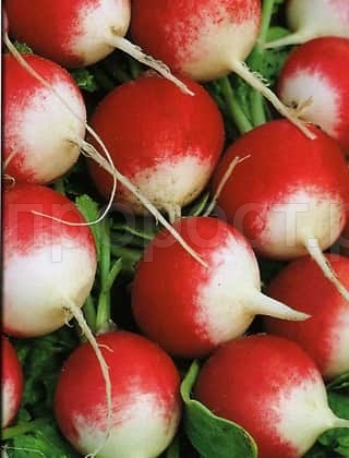 Редис Розово-красный с белым кончиком 10г