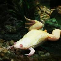 Лягушка Шпорцевая