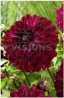 Георгина декоративная Блу Берд (I) 1 шт