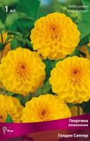 Георгина помпонная Голден Септер (I) 1 шт