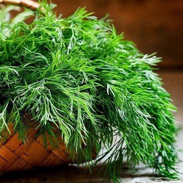 Укроп Кустистый 20*2 г Укроп Кустистый 20*2 г