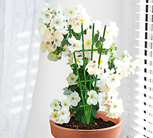 Шпалера д/комнатных Веерная 40*18см проволока d2,5(d3) /5шт/Л