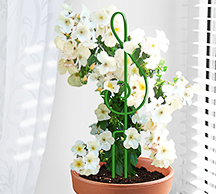 Шпалера д/комнатных Скрипичный ключ 47*11см проволока d2,5(d3) /5шт/Л