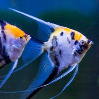 Рыба Скалярия микс L