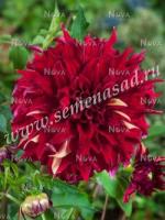 Георгина декоративная Боухимиан Спартакус