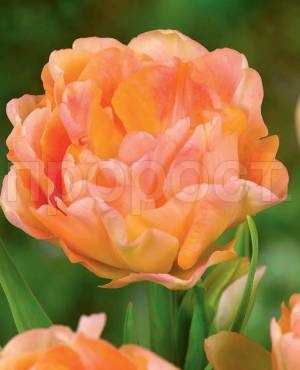 Тюльпан Махровый поздний Чарминг Бьюти 10шт. (11/12) 807479