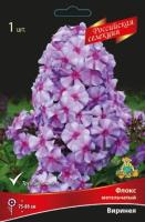 Флокс метельчатый Виринея (I) 1 шт