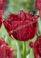 Тюльпан Бахромчатый Версаче (12+) 5 шт