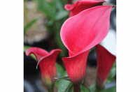 Калла Ред Чарм 14/16