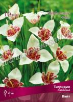 Тигридия павлинья Вайт