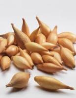 Лук-севок Олина 1кг +-10% Россия