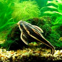 Рыба Платидорас полосатый 