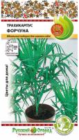 НК Пальма Трахикарпус Форчуна 5шт