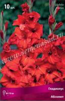 Гладиолус Крупноцветковые Абсолют