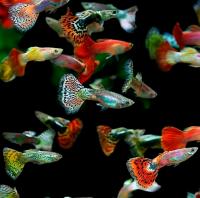 Рыба Гуппи микс