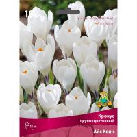 Крокус Крупноцветковый Айс Квин (белый) 10шт 7/8 833041