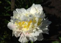 Пион молочноцветковый Чеддар Чиз (1шт,2-3)