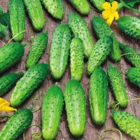 Каприс Огурец Гектор F1 20*15шт