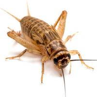 Насекомое Сверчок домовой мелкий (до 1см)