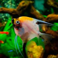 Рыба Скалярия микс М