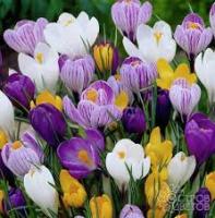 Крокус смесь Встреча весны 6/7 (25шт) 201439