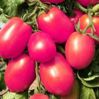 Томат Де барао Розовый 0,5г