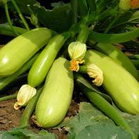 Каприс Фермерская Кабачок Искандер F1 100 шт