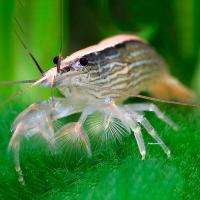 Креветка микс