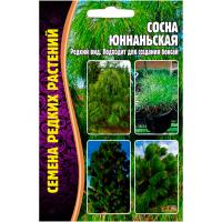 Редкие растения Сосна Юннаньская 25шт