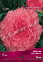 Бегония Бахромчатая Пинк 