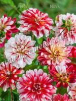 Георгина декоративная Шорт-Трек (I) 1 шт