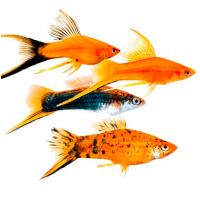 Рыба Меченосец ассорти M