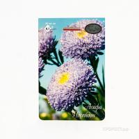 Каприс Астра Помпонная Посейдон светло-синяя 20*1