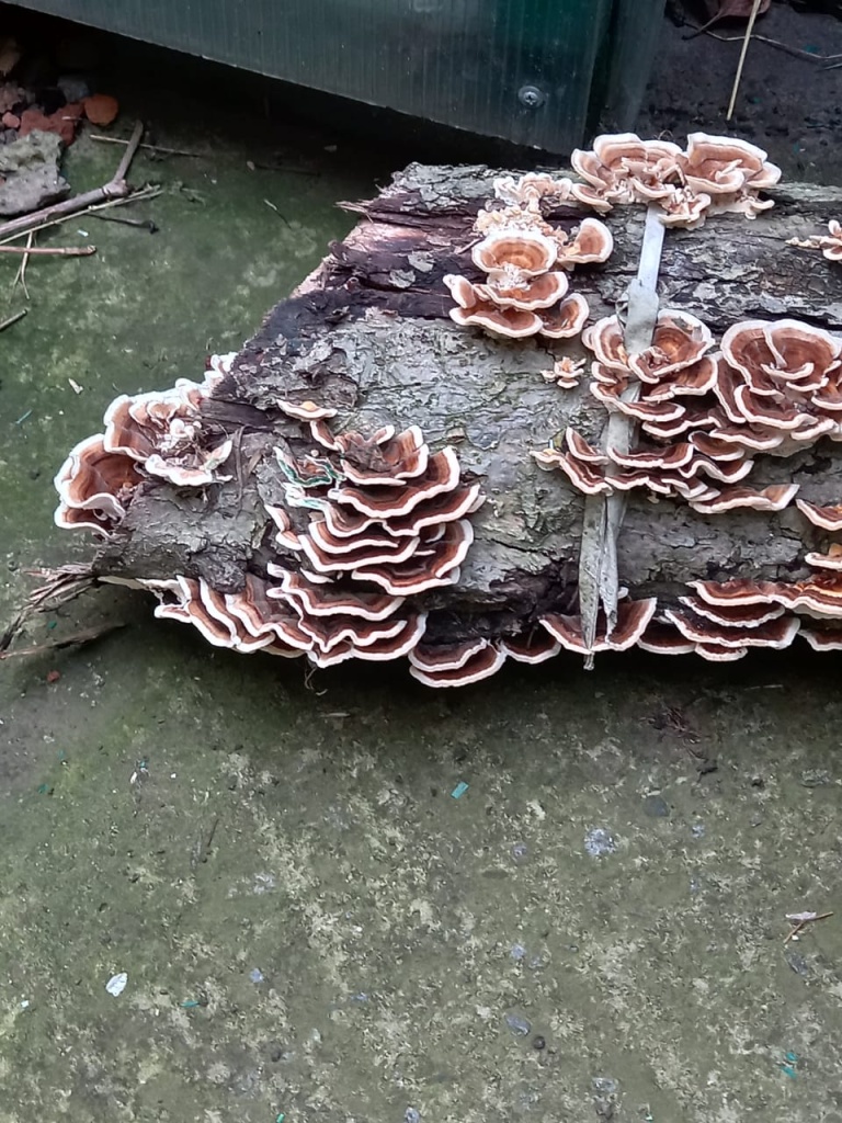 лишайники на деревьях